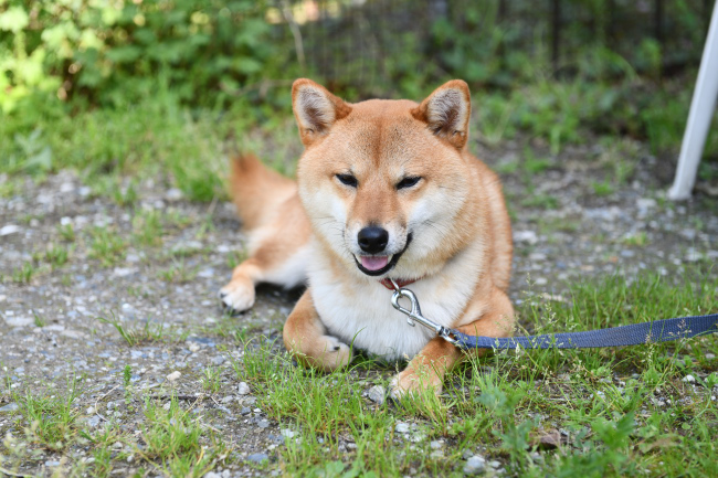 今年は2歳のふうちゃん