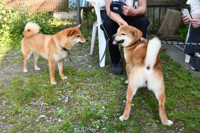 お父さんの菊次郎くんとの再会