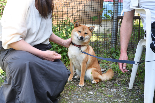 引っ込み思案の柴犬ふうちゃん