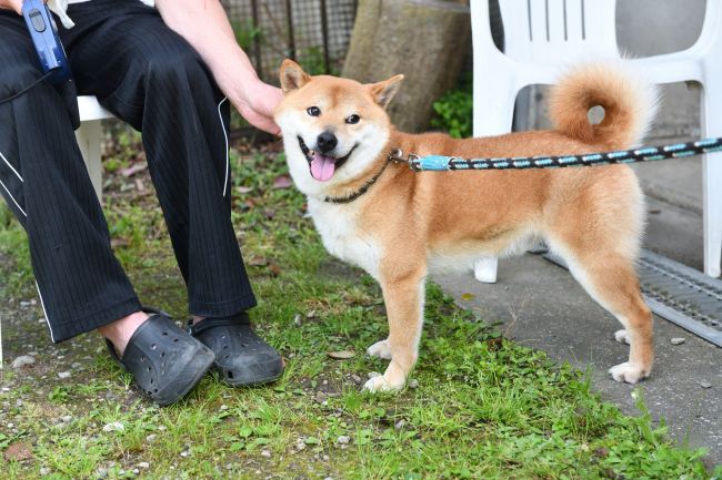 飼い主様に挨拶出来て嬉しさ爆発の菊次郎くん