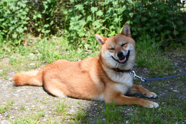 今年は2歳のふうちゃん