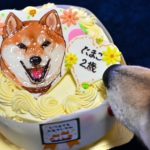 柴犬たまこちゃん似顔絵のお誕生日ケーキ
