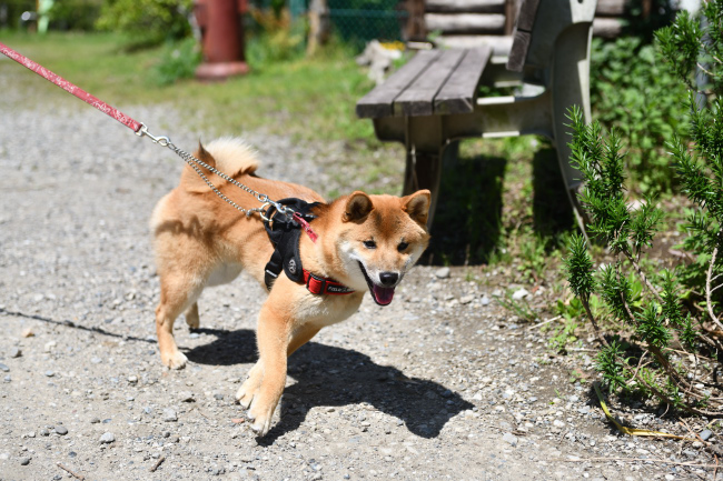 犬舎を懐かしそうに歩き回る柴犬秀くん