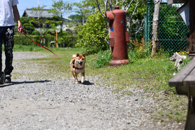 犬舎を懐かしそうに歩き回る柴犬秀くん