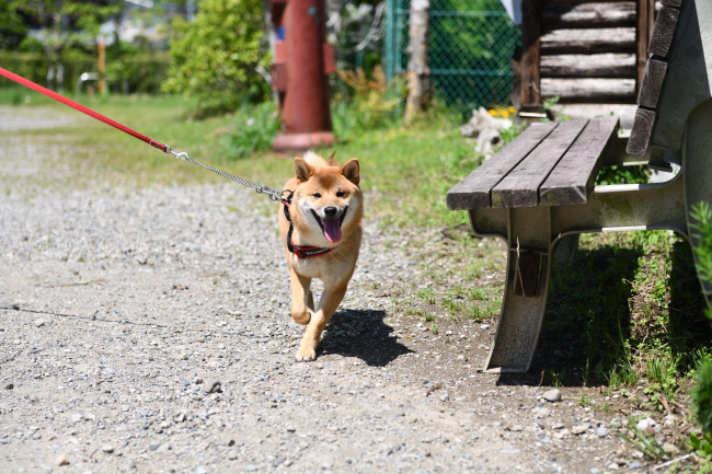 犬舎を懐かしそうに歩き回る柴犬秀くん