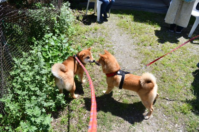 柴犬凪ちゃんと秀くん