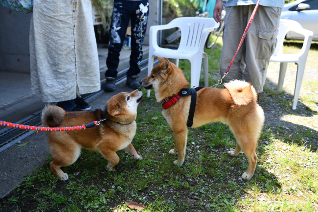柴犬凪ちゃんと秀くん