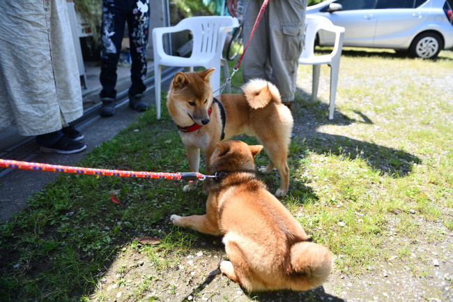 柴犬凪ちゃんと秀くん