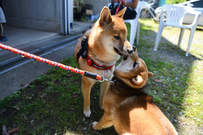 遊ぼう遊ぼうと秀くんにおねだりする凪ちゃん