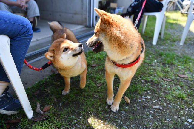 遊ぼう遊ぼうと秀くんにおねだりする凪ちゃん