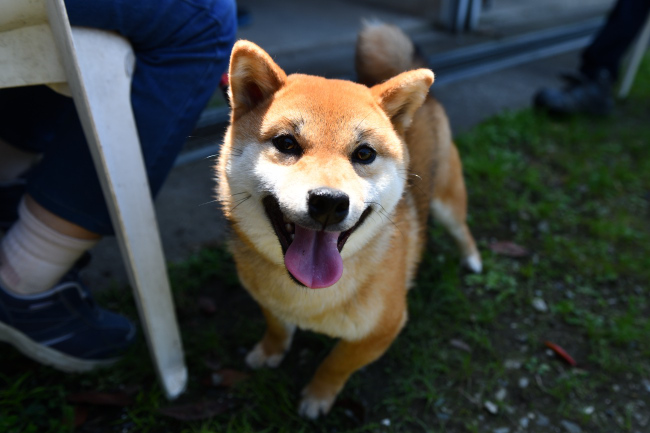 喜ぶ柴犬凪ちゃん