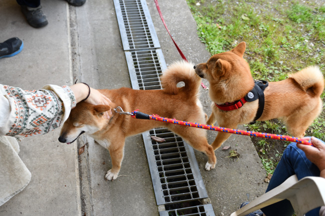 飼い主様に撫でられる秀くんのお父さんの菊次郎くん