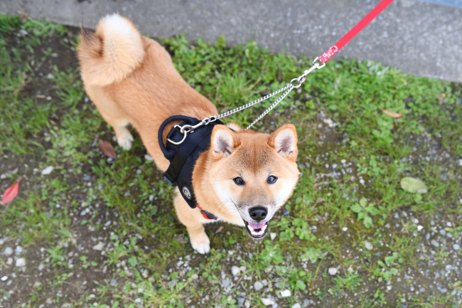 上を見上げる柴犬秀くん