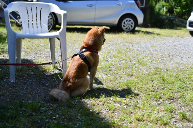 飼い主様に背を向ける柴犬秀くん