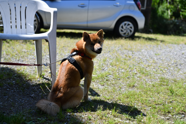 飼い主様に背を向ける柴犬秀くん