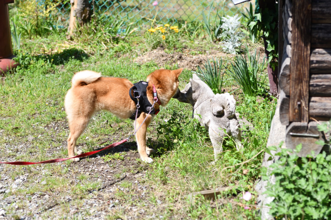 柴犬の置物を警戒する秀くん