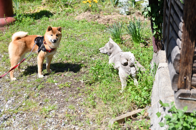柴犬の置物を警戒する秀くん