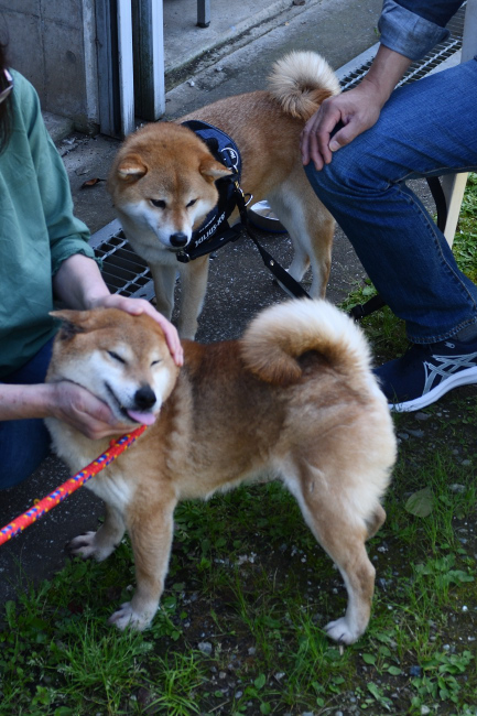 柚子ちゃんとお母さんの春ちゃんとの再会