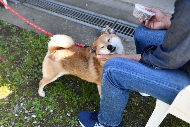 飼い主様に甘える春ちゃん