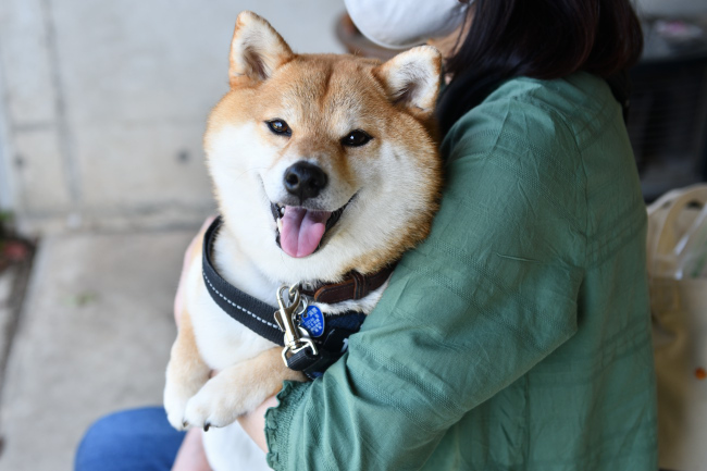 笑顔の柴犬柚子ちゃん
