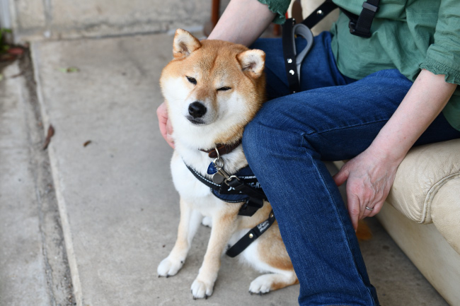 柴犬柚子ちゃん