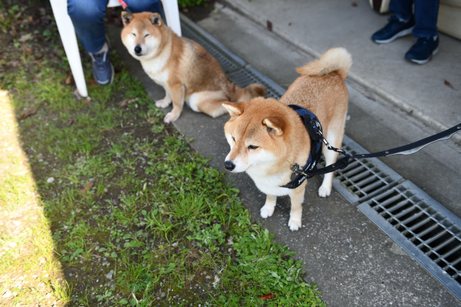 お母さんの柴犬春ちゃんと柚子ちゃん