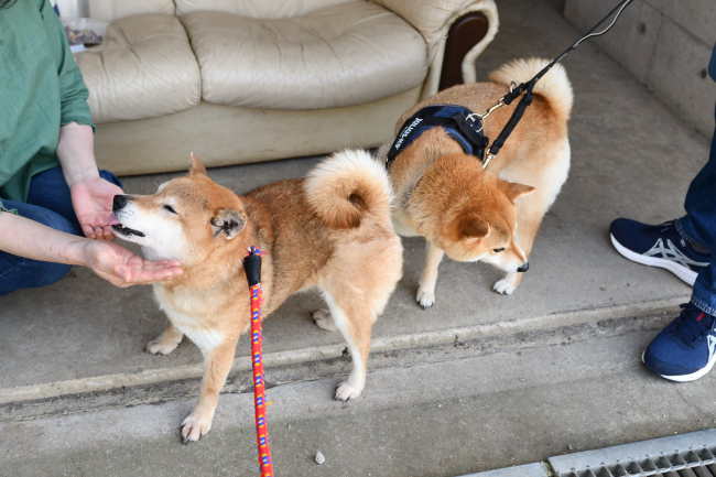 飼い主様に甘える春ちゃん