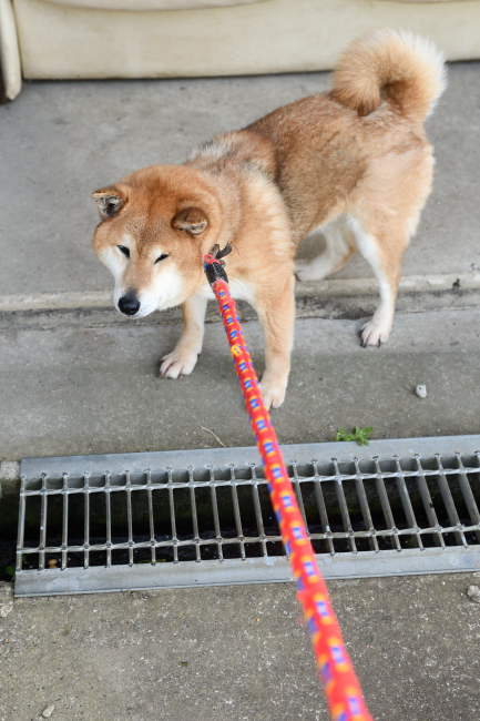 拒否柴春ちゃん