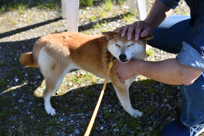 柴犬ムギとの再会
