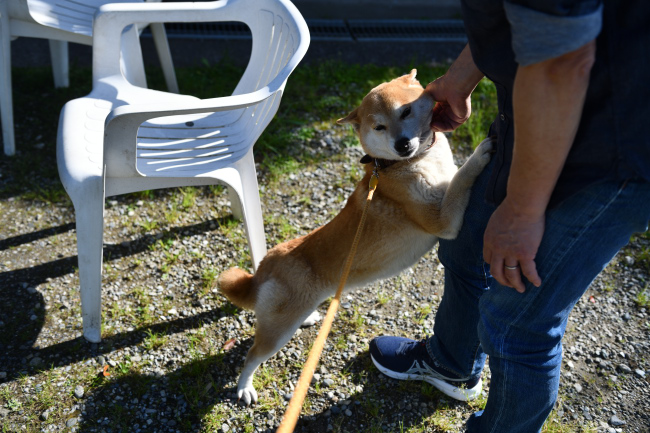 ベタベタする柴犬ムギ