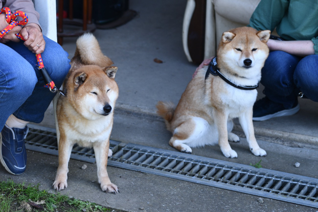 面白くなさそうに見守る柴犬春ちゃん&柚子ちゃん