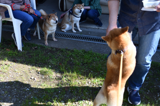ベタベタする柴犬ムギ