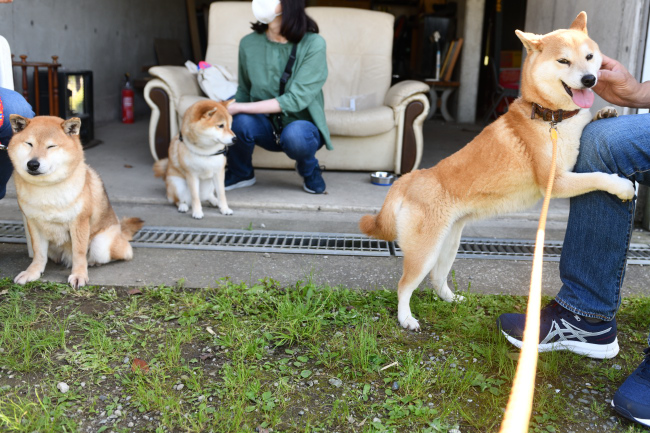 ベタベタする柴犬ムギ