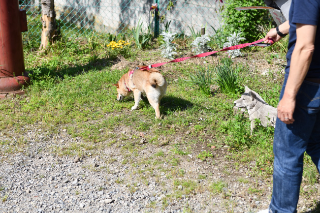 犬舎の匂いを嗅いで確認するこなつちゃん