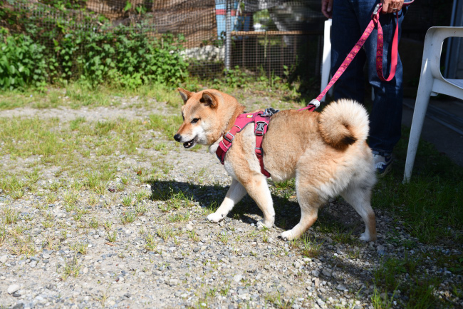 犬舎の匂いを嗅いで確認するこなつちゃん