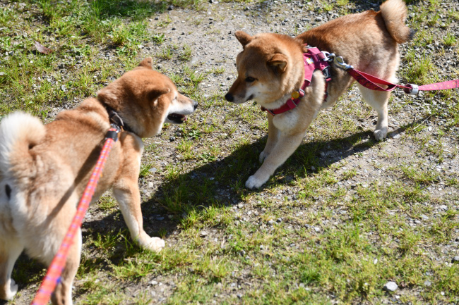 親子の再会　春ちゃんとこなつちゃん
