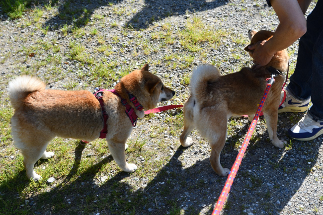 親子の再会　春ちゃんとこなつちゃん