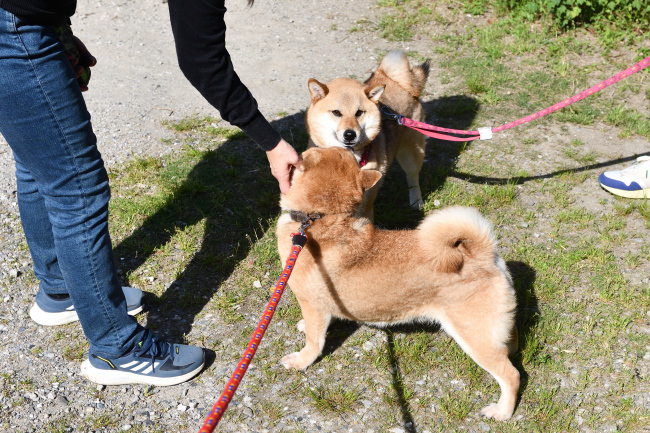 親子の再会　春ちゃんとこなつちゃん