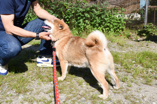 満足げの柴犬はるちゃん