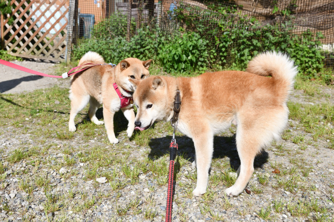 お父さんの源太くんと娘のこなつちゃんとの再会