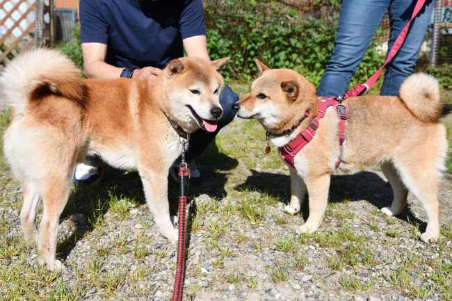 お父さんの源太くんと娘のこなつちゃんとの再会