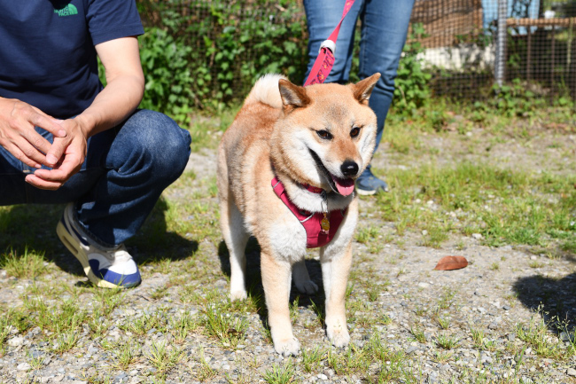 柴犬こなつちゃんの写真