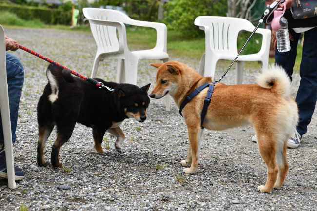 お母さんの黒柴マリモと蒼君の再会