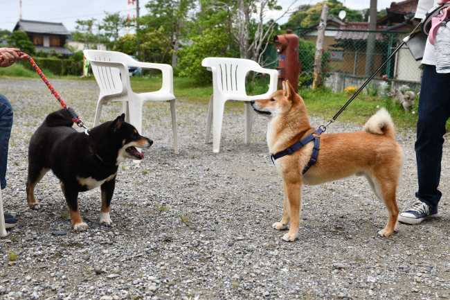 黒柴マリモと蒼君の再会