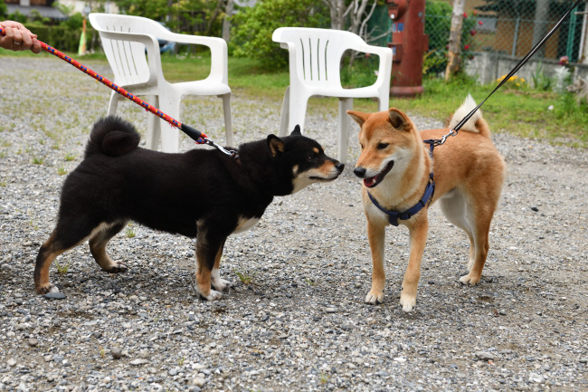 黒柴マリモと蒼君の再会