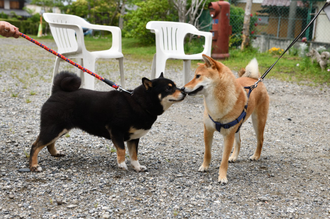 黒柴マリモと蒼君の再会