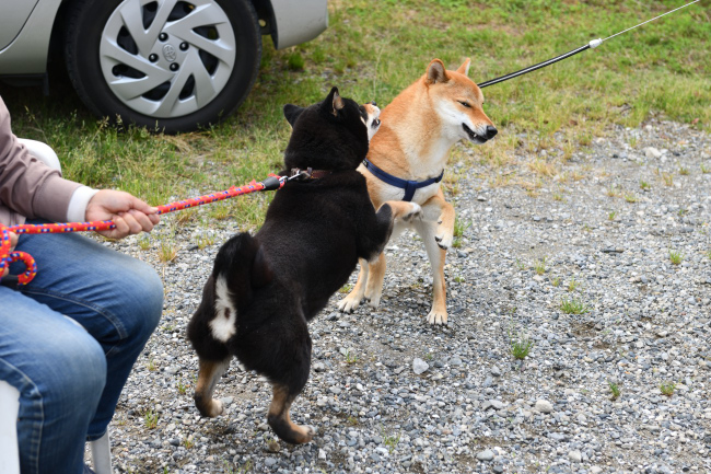 お母さんに怒られるあお君