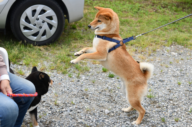 黒柴マリモと蒼君の再会