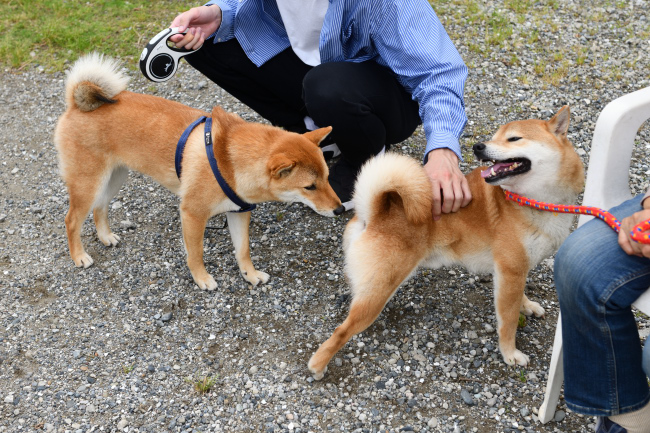 お父さんの菊次郎くんと蒼君の再会