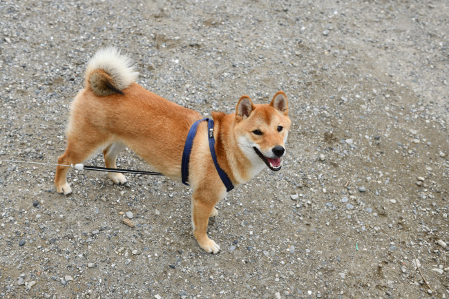 楽し気な柴犬蒼君